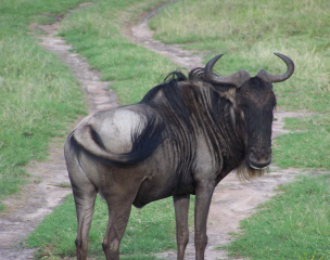 Wildebeest in the Serengeti